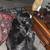 Pit bull/mini aussie puppies 5 thumbnail