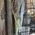 Cockatiels 4 thumbnail