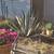 Blue Agave  parryi agave 3 thumbnail