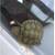 2 small turtles need  good home 2 thumbnail