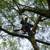 TREE SERVICE-Affordable, 30 years exp., Lics. Bonded, Insured 1 thumbnail