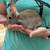 Full blooded Flemish Giants Rabbits 12 thumbnail