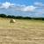 Coastal round bales 3 thumbnail