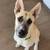 Large White German Shepherd 1 thumbnail