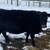 Bred Angus Cow 2 thumbnail