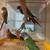 Green check  conure red factor(macaw, cockatoo, eclectus ,african gray 5 thumbnail