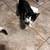 Cats 4 thumbnail