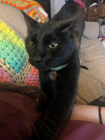 Lost black cat, Diego (Anchorage (Turnagain Neighborhood))63981298200195121