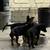 Puppies german Sheppards 5 thumbnail