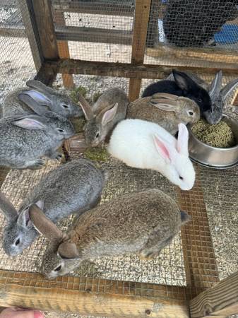 Bunnies 1