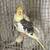 Cockatiels for rehoming 4 thumbnail