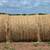 2025 Bermuda Grass Round Bales 1 thumbnail