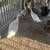 Indian Runner Ducks 1 thumbnail