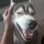 Wanting to rehome a Husky. 2 thumbnail