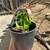 Mango plants 8 thumbnail