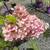 Our STRAWBERRY VANILLA Hydrangea TREES keep getting darker PINK 4 thumbnail