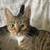 Loving 3-year-old female cat — indoor, litter trained 4 thumbnail