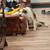 Australian Shepherd/Pitbull mix 2 thumbnail