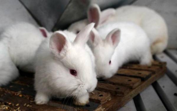 New Zealand rabbits born May 25 1