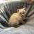 Bengal/Ragdoll 2 thumbnail