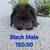 Adorable Holland Lop Baby Bunny 3 thumbnail