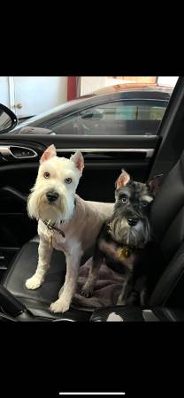 Mini Schnauzers for Rehome (Moore)63976604305026120