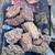 Yard Art -  fossils, petrified wood, saguaro cactus skeleton, ironwood 16 thumbnail