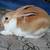 Mini Rex Rabbits! 7 thumbnail