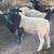 Dorper ram lamb 1 thumbnail
