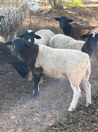 Dorper ram lamb 1