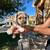 Schnoodle Puppies 7 thumbnail