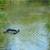 Healthy Ponds, Lakes and Wastewater Lagoons Naturally! 8 thumbnail