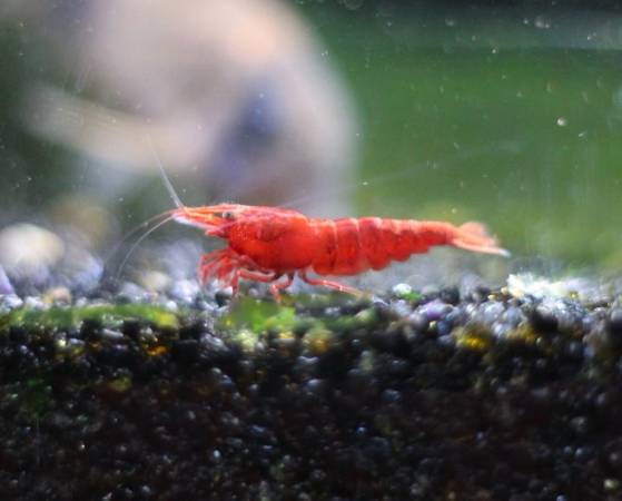 Cherry Shrimp 1