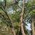**STUMP GRINDING. TREE TRIMMING TREE REMOVAL LOT CLEARING** 2 thumbnail