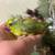 Henbrita parrotlet 1 thumbnail