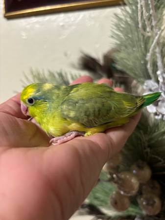 Henbrita parrotlet 1