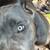 Female Cane Corso 2 thumbnail