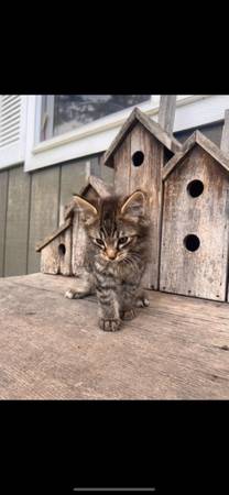 Free kittens to good home (Eatonville)63885717621889121