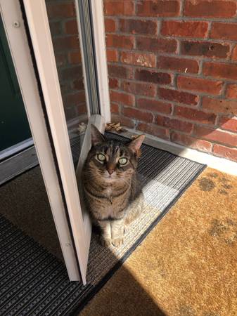 Missing Cat! (West Lochwood, Lakewood CO)63921243704066124