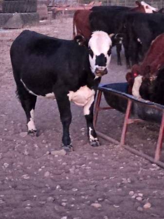 Replacement Heifers 1