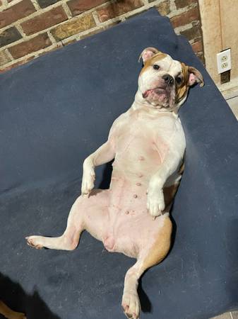 Old English bulldog (Cortland)63815650050817121