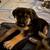 Shepard mix puppies 6 weeks old 7 thumbnail