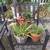 ### Aloe plant### 1 thumbnail