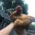Golden buff orpington rooster 2 thumbnail