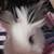 angora/ lion head 6 thumbnail