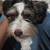 Female Mini Schnauzer 3 thumbnail