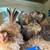 Serama bantam chickens 4 thumbnail