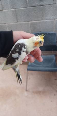 4 week old handfed tame baby cockatiel 1