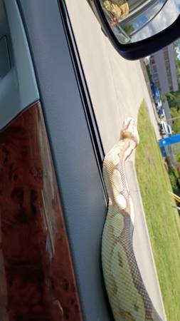 Python bola y python bola bicolor para reubicación (Detroit)511907995174850564