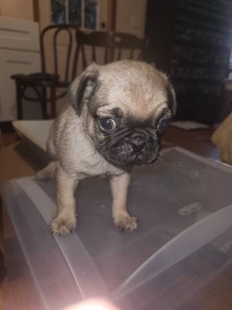 5 pugs pug 4 machos 1 hembra (Tacoma)64032525152258124